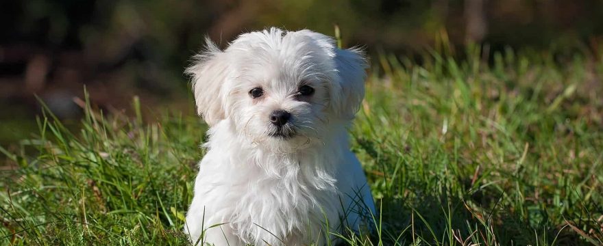 dog boarding in Bangalore